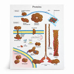 Proteins Chart